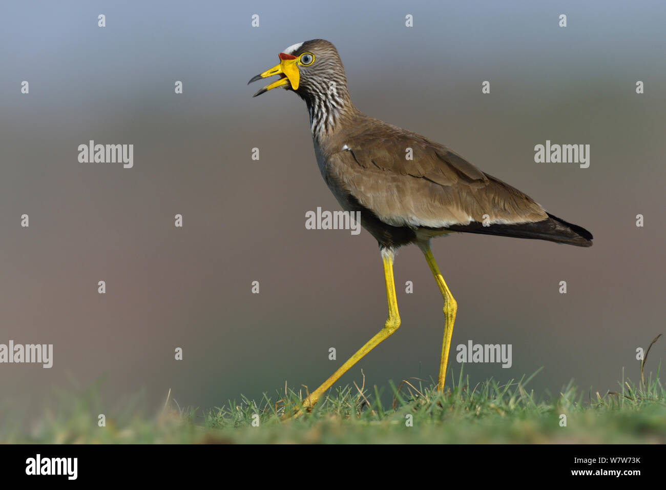 Afrika/Senegal Gelbstirn-blatthühnchen plover/Kiebitz (Vanellus senegallus) Chobe River, Botswana, November. Stockfoto