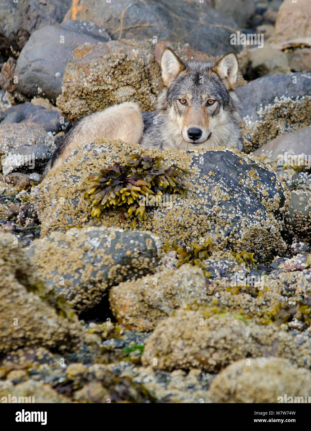 Vancouver Island grauer Wolf (Canis lupus) crassodon Alpha-weibchen ruht auf der Küste von Vancouver Island, British Columbia, Kanada, August. Stockfoto