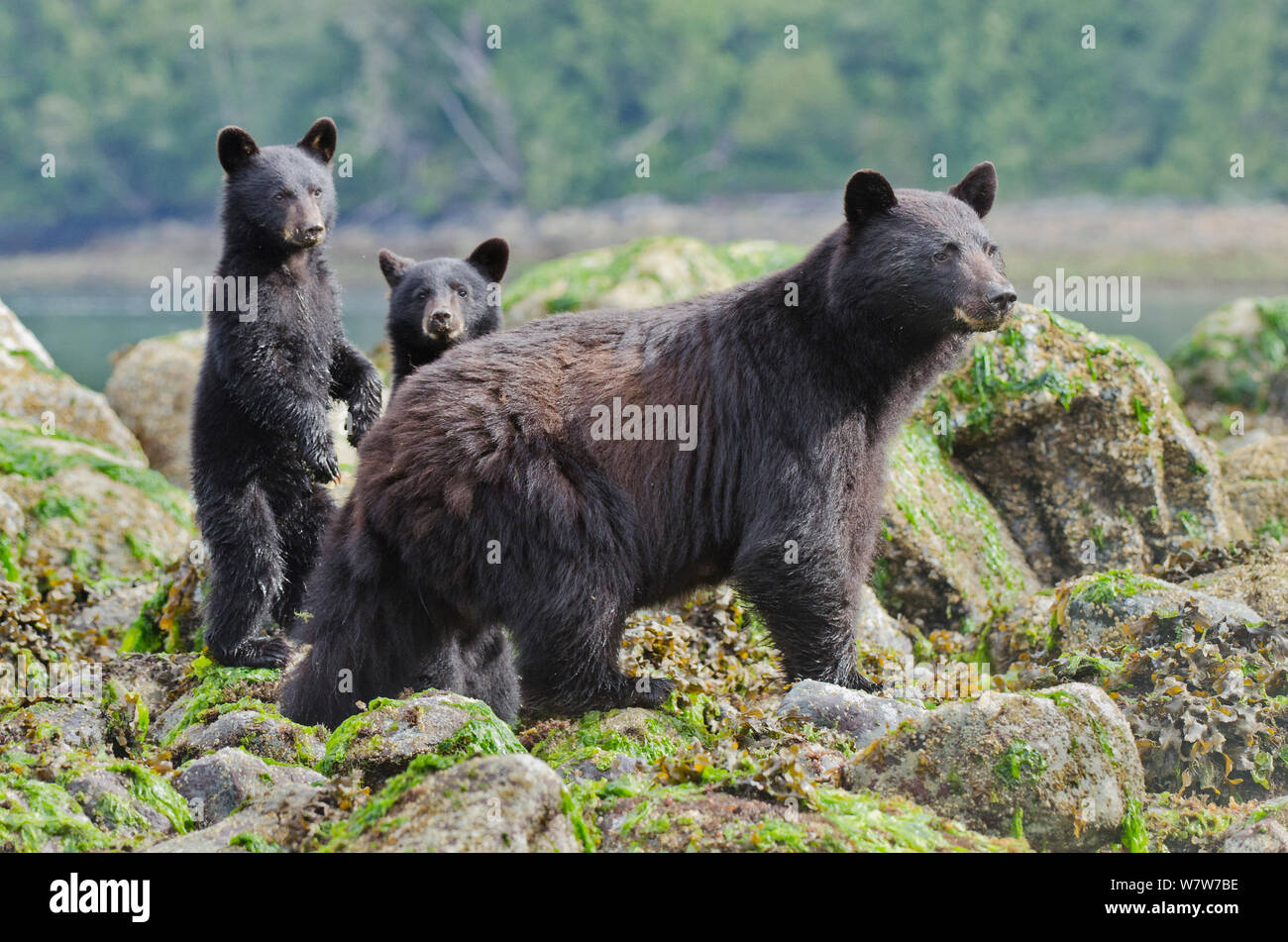 Vancouver Island Black Bear (Ursus americanus vancouveri) Mutter und jungen Futtersuche am Strand, Vancouver Island, British Columbia, Kanada, Juli. Stockfoto