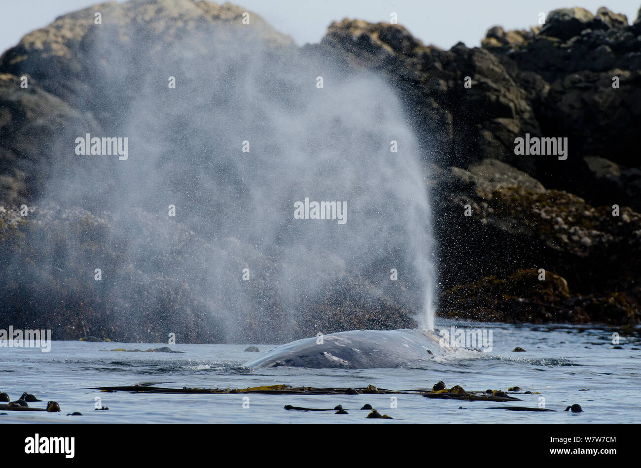 Grauwale (Eschrichtius robustus) Ausatmen auf der Küstenlinie, Vancouver Island, British Columbia, Kanada, Juli. Stockfoto