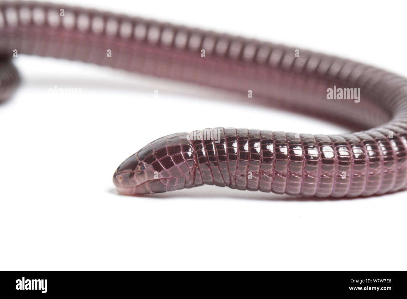 Spanisch amphisbaenian/worm-Lizard (Blanus cinereus) unverlierbaren aus Portugal und Spanien. Stockfoto