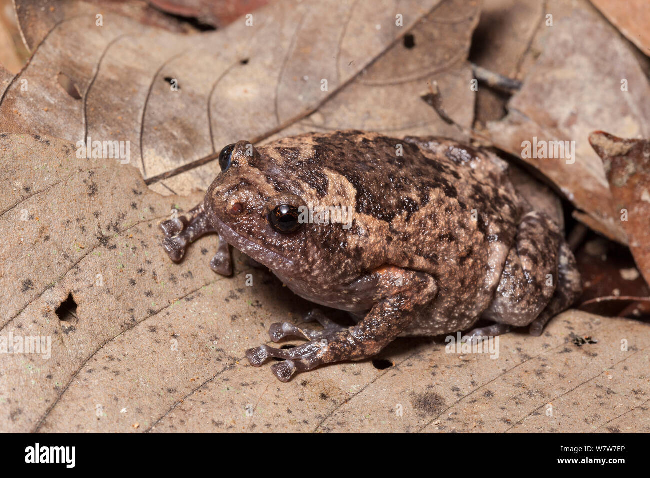Braun bullfrog (Kaloula baleata) Sukau, Sabah, Malaysia Borneo. Stockfoto