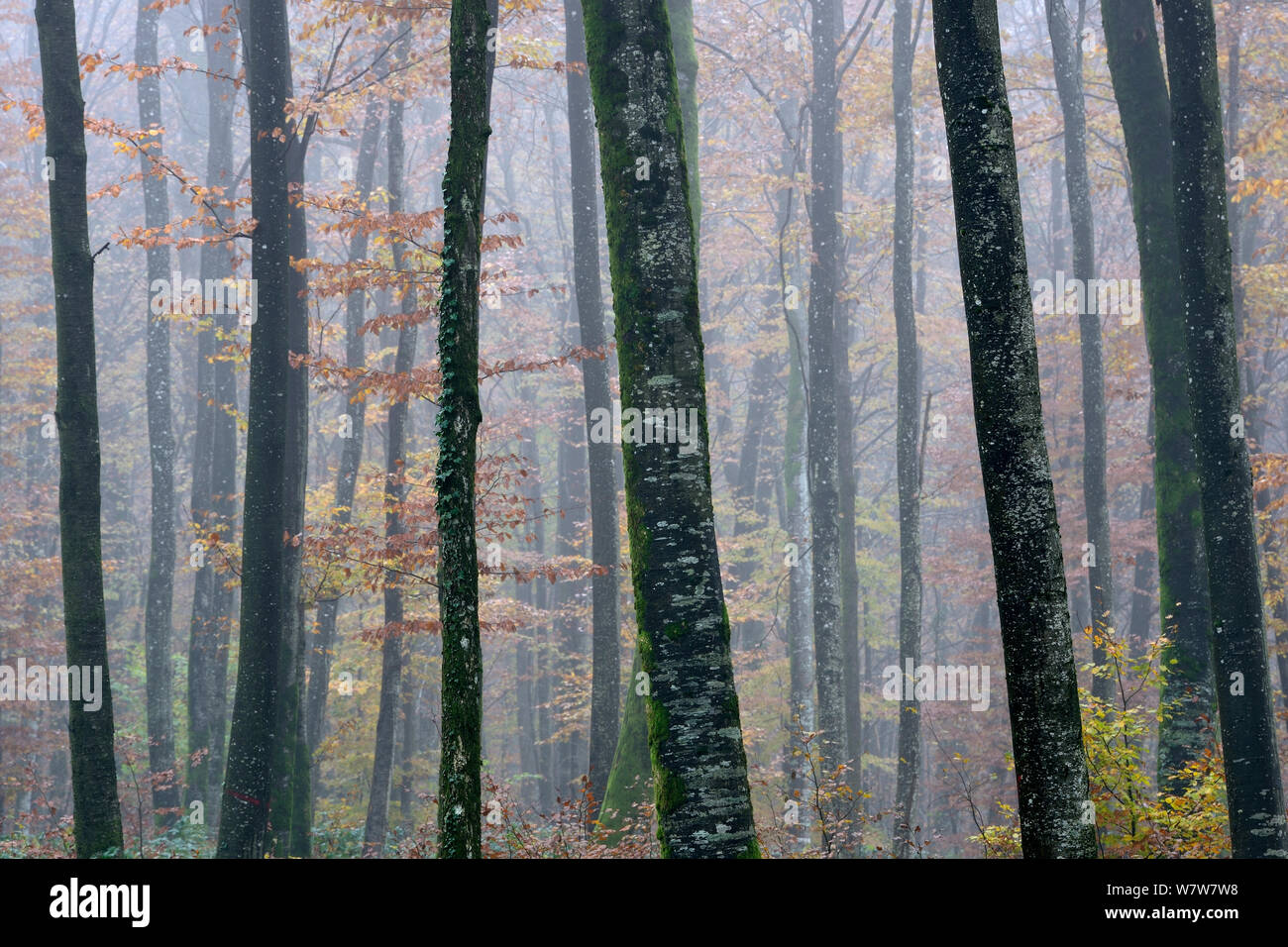 Misty Buche (Fagus sylvatica) Wald im Herbst, Vogesen, Frankreich, November 2013. Stockfoto