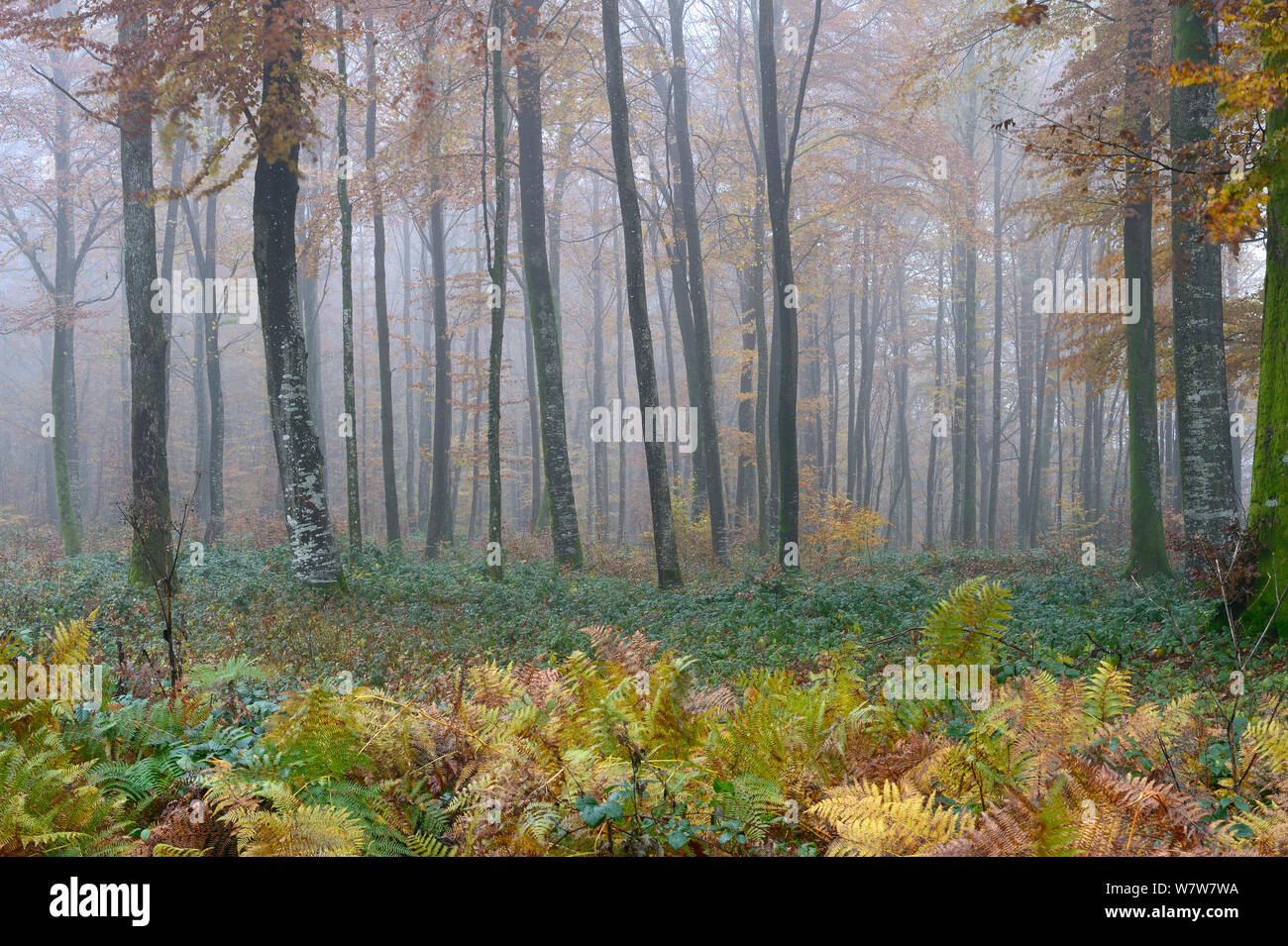 Misty Buche (Fagus sylvatica) Wald im Herbst, Vogesen, Frankreich, November 2013. Stockfoto