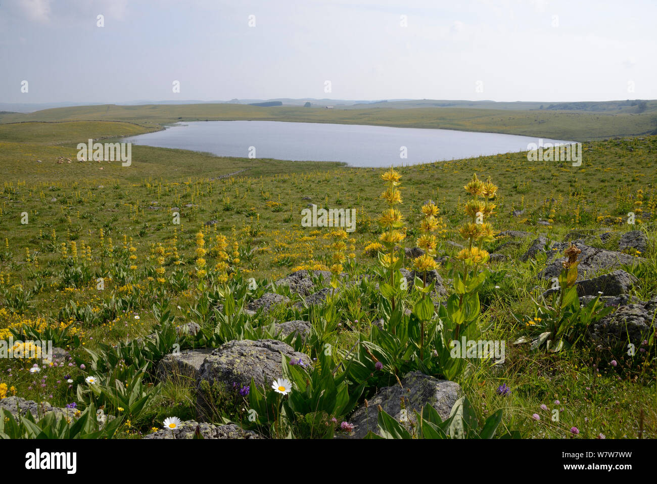 Lac de Saint-Andeol mit großer gelber Enzian (Gentiana lutea) Aubrac, Auvergne, Frankreich, Juli 2013 Stockfoto