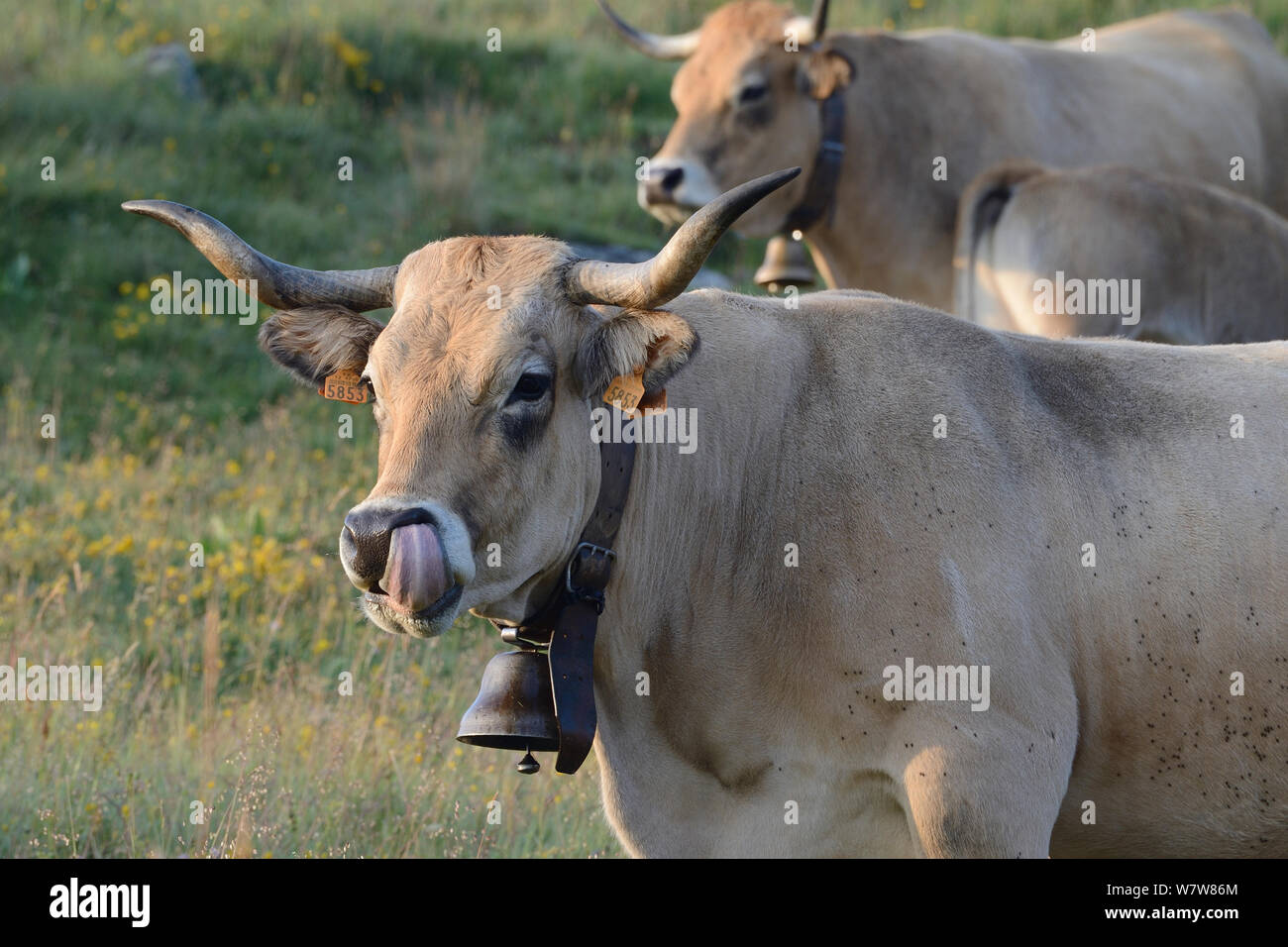 Aubrac Kuh mit Glocke lecken seine eigene Nase, Aubrac, Frankreich, Juli. Stockfoto