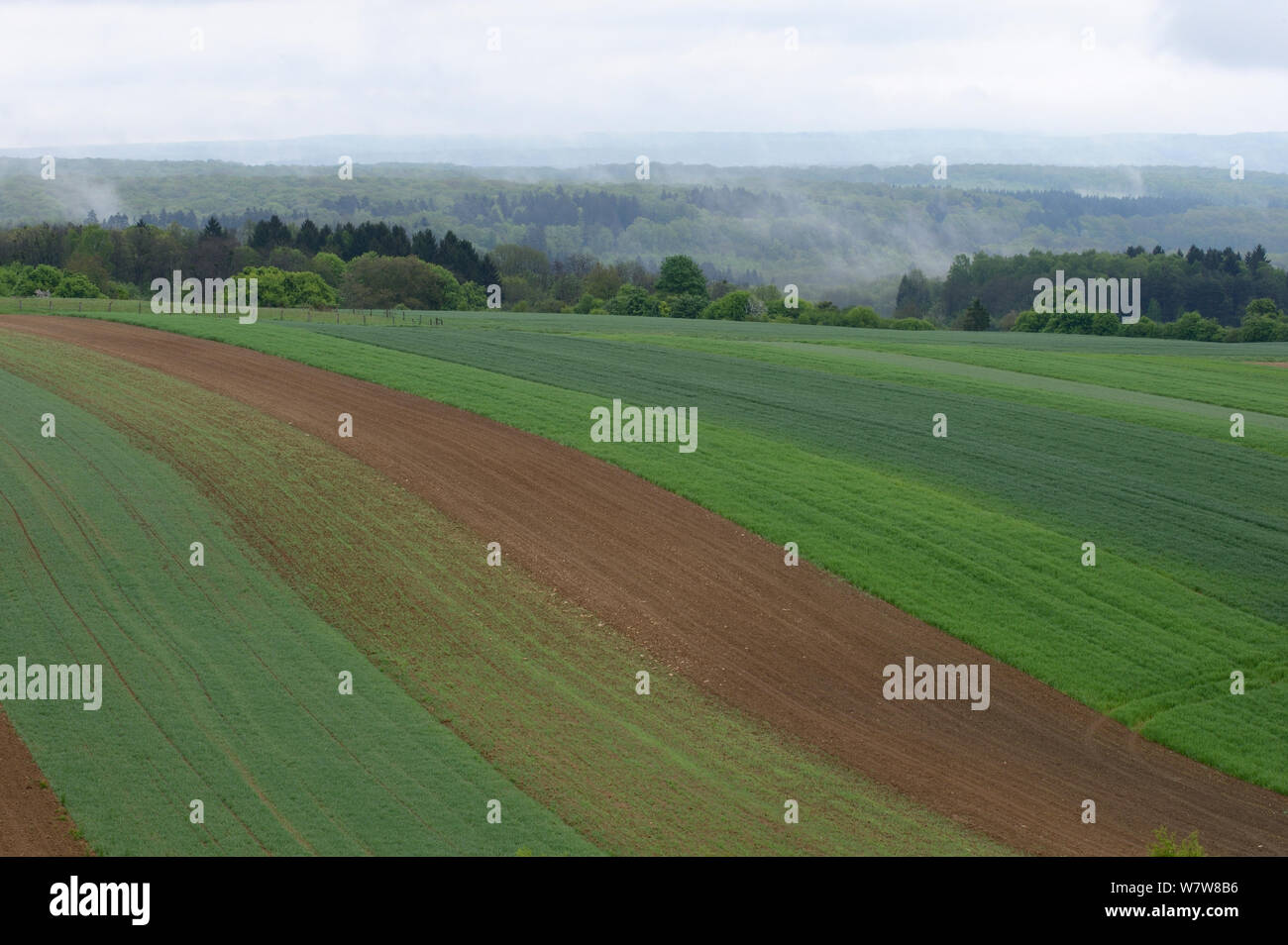 Streifen von Ackerland mit Wald im Hintergrund, Vogesen, Frankreich, Mai. Stockfoto