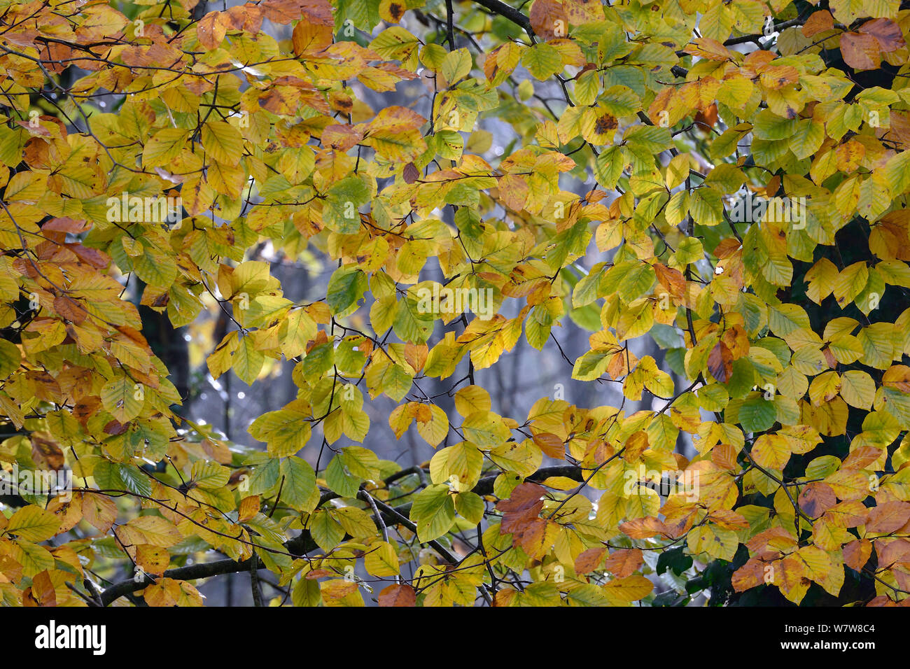 Buche (Fagus sylvaticus) Blätter im Herbst, Vogesen, Vosges, Frankreich, November. Stockfoto