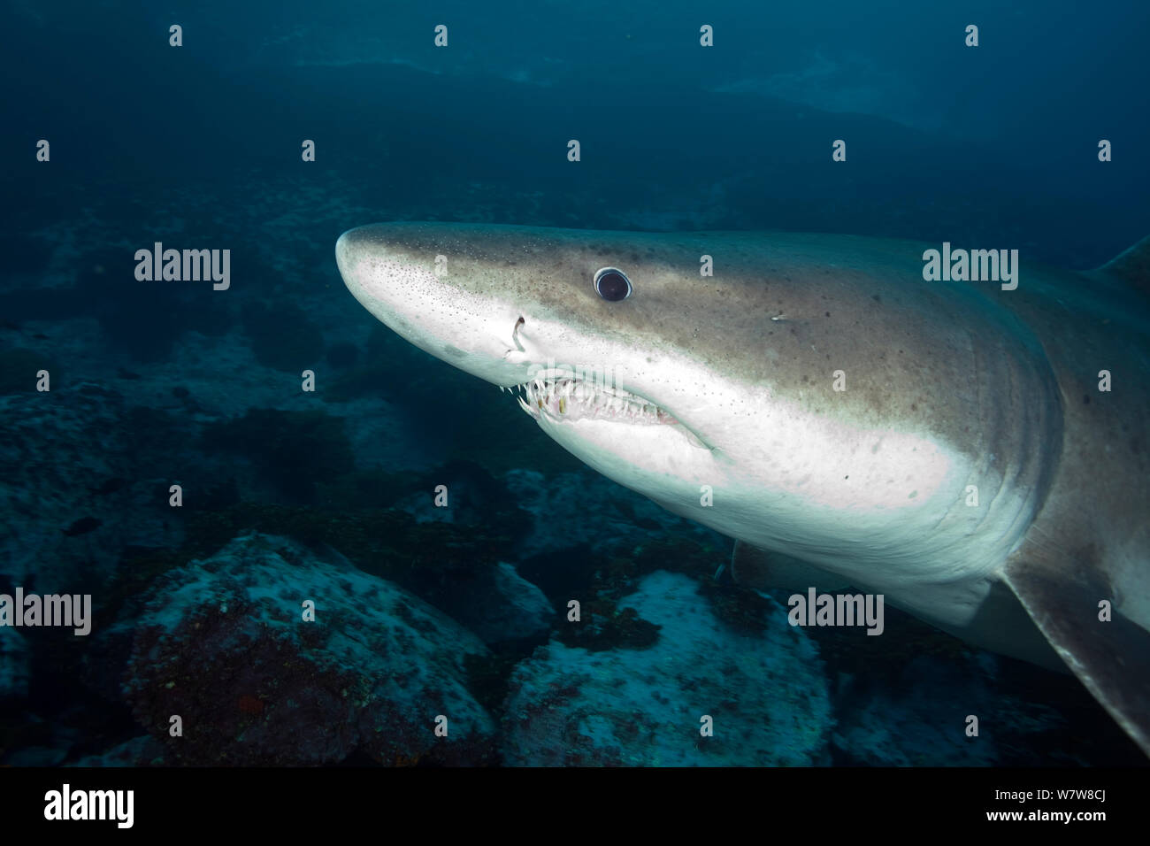 Smalltooth sand Tiger (Odontaspis ferox) Malpelo Island National Park, UNESCO Weltnaturerbe, Kolumbien, Ost Pazifik. Stockfoto