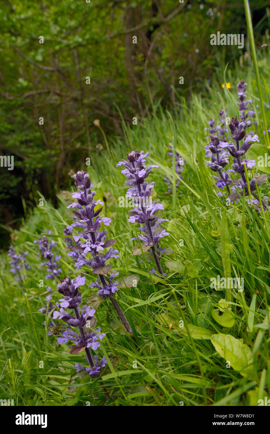 Bugle (Ajuga reptans) Blühende auf einer feuchten Hang Wiese in der Nähe eines Waldes Rand, Wiltshire, UK, Juni. Stockfoto