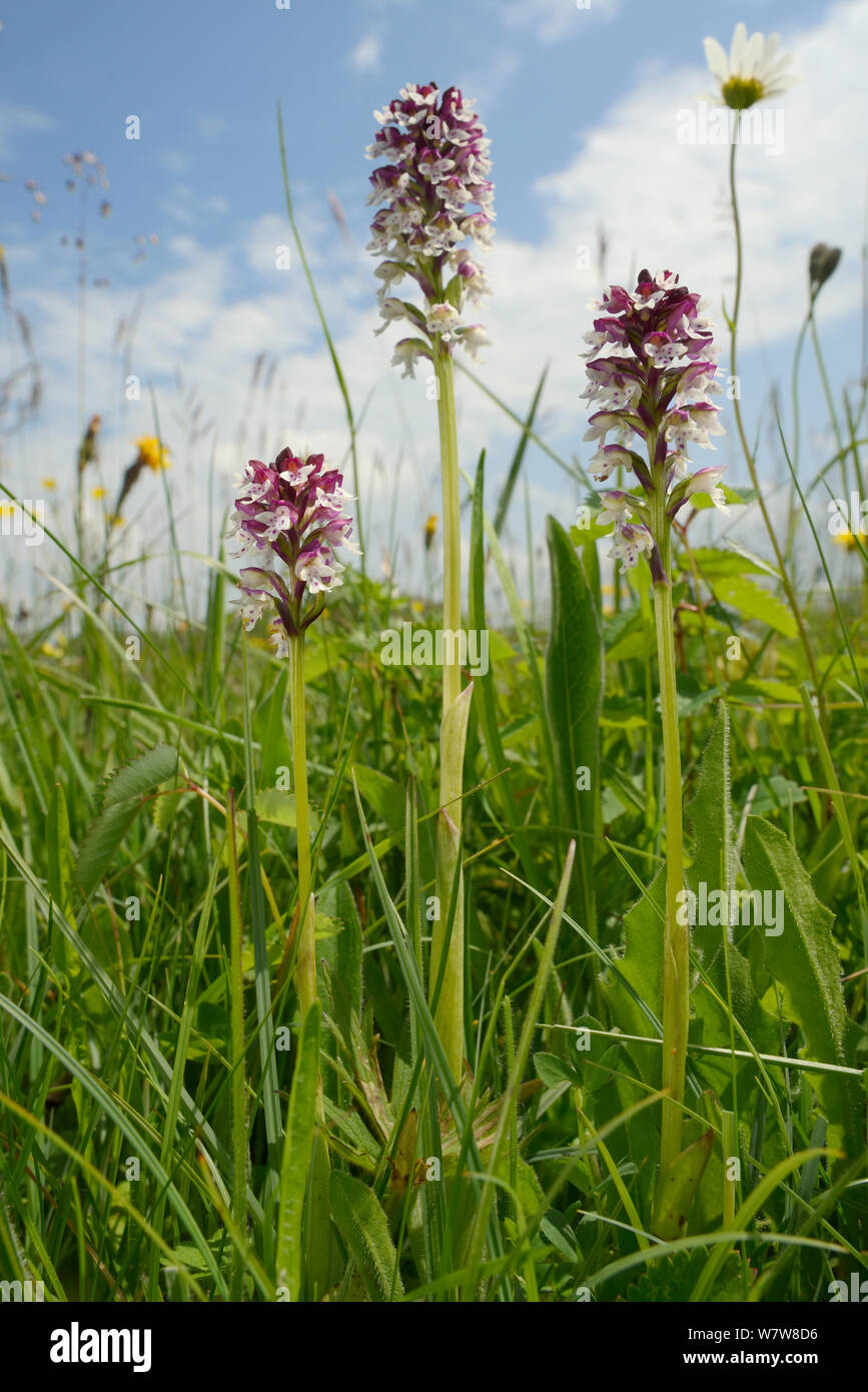 Verbrannt tipp Orchideen (Neotinea ustulata) Blühende in einem traditionellen Heu Wiese, Wiltshire, UK, Juni. Stockfoto