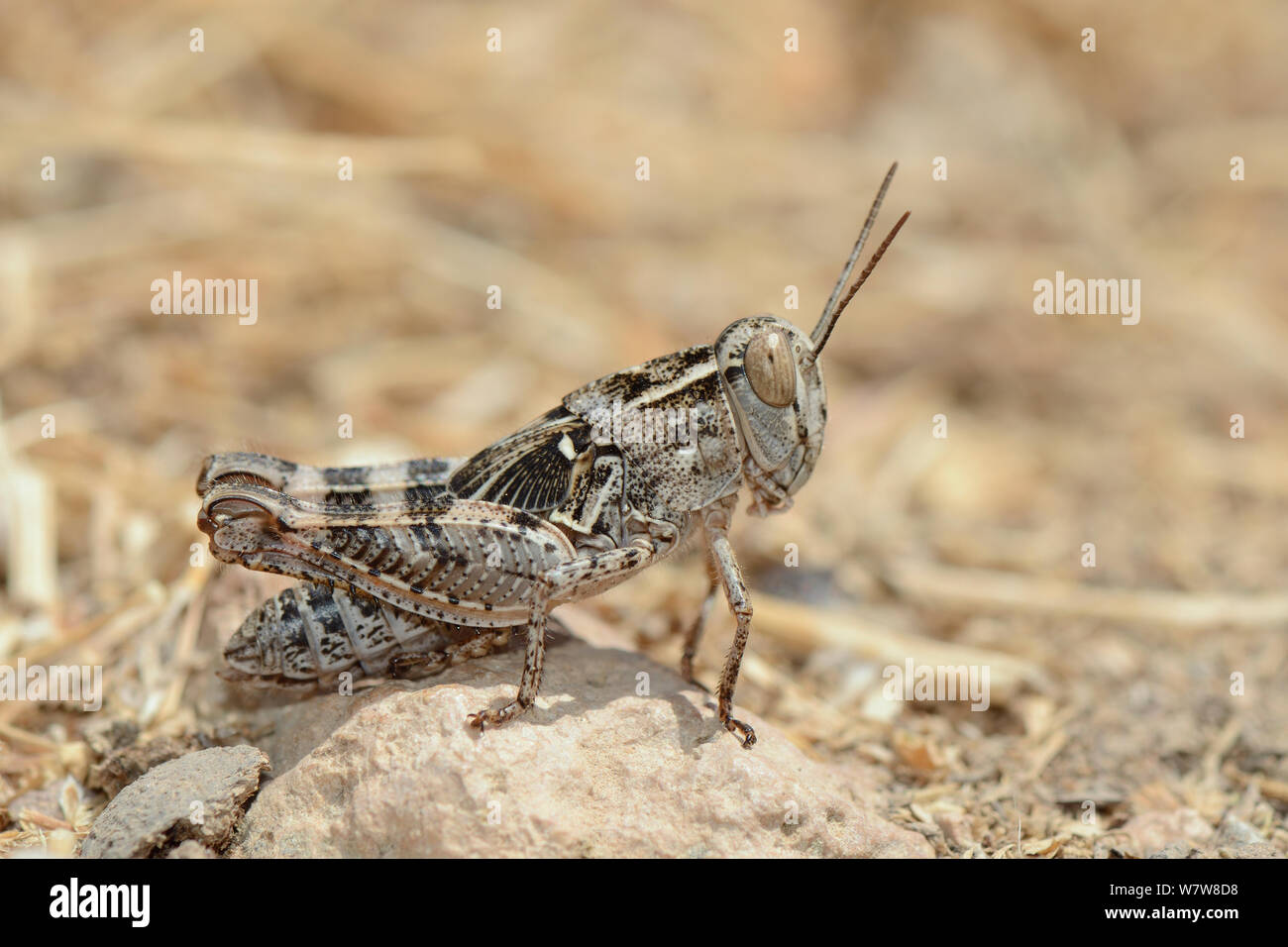 Grasshopper Nymphe (Calliptamus sp.) mit Flügel Knospen sichtbar, stehend auf einem Felsen in der Nähe der Küste, Kreta, Griechenland, Mai. Stockfoto