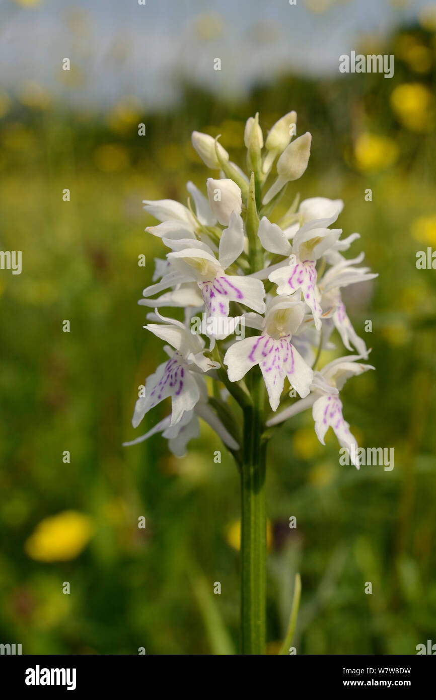 Gemeinsame getupft Orchidee (Dactylorhiza fuchsii), pale, Blüte in einem traditionellen Heu Wiese, Wiltshire, UK, Juni. Stockfoto