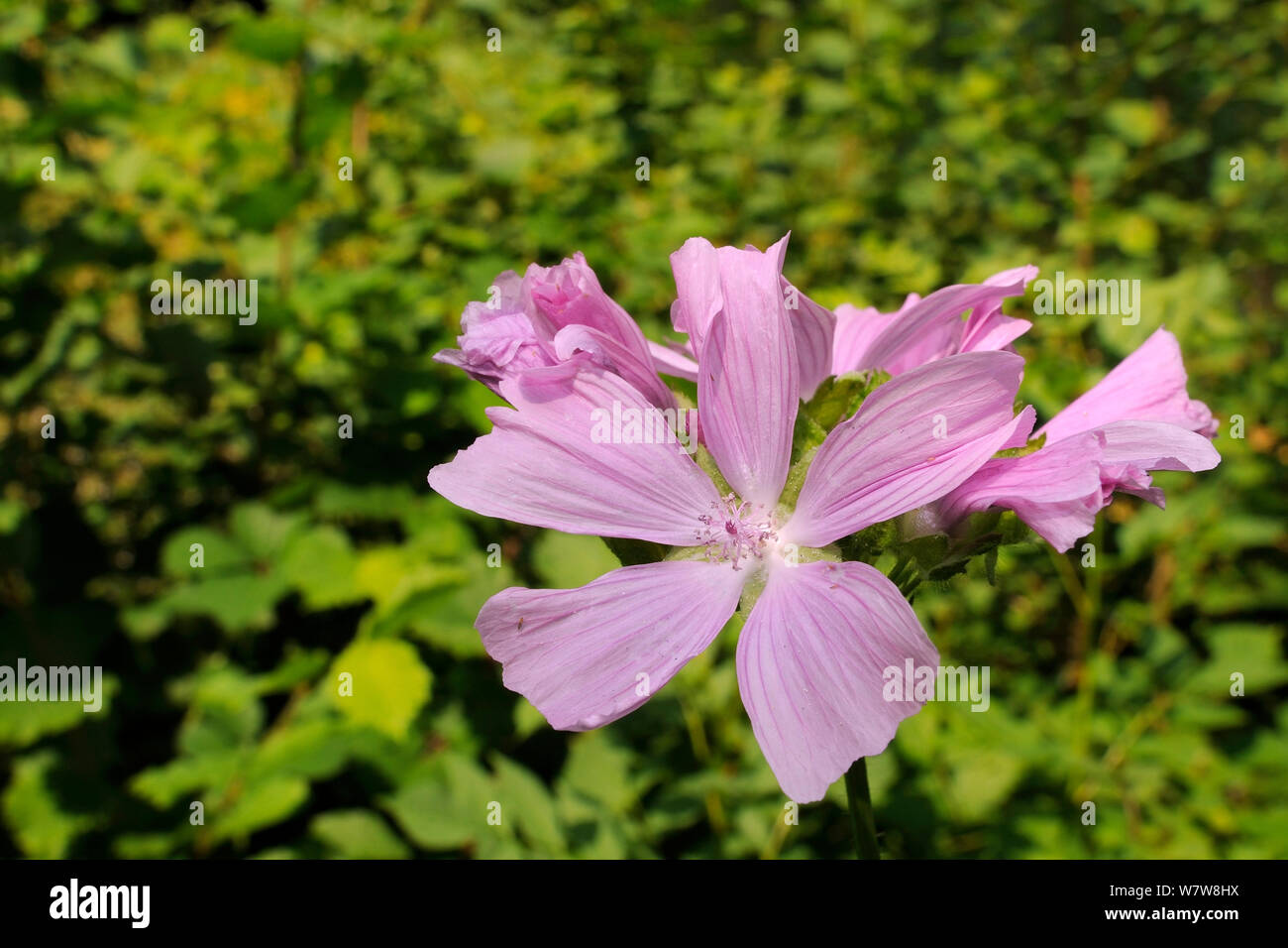 Moschus Malve (Malva moschata) Blühende in einem Waldgebiet Clearing, Gloucestershire, Großbritannien, Juli. Stockfoto