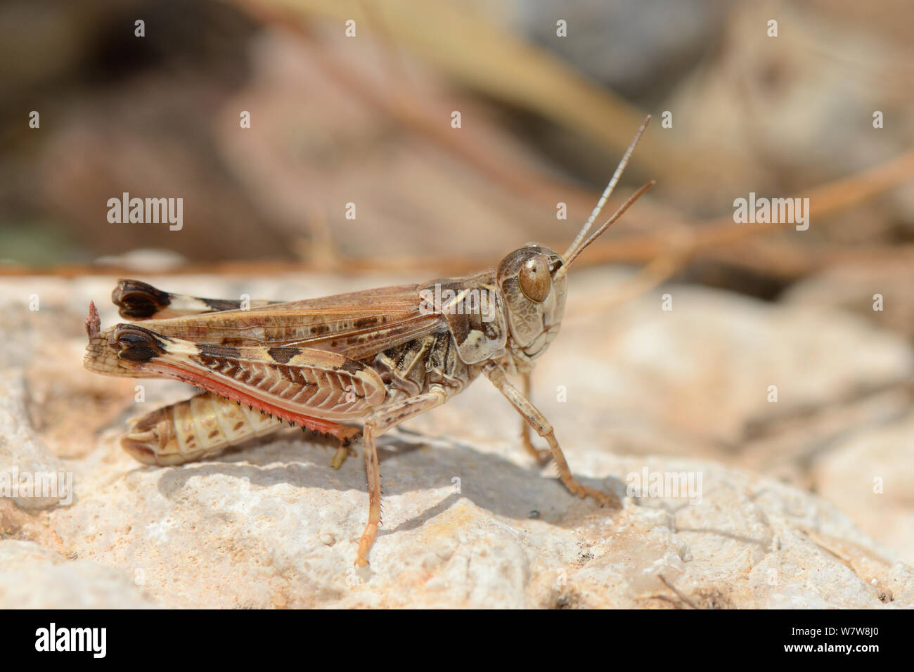 Marokkanische Locust (Dociostaurus maroccanus), eine Spezies in der Lage, verheerende Heuschreckenschwärme, stehend auf einem Felsen in der Nähe der Küste, Kreta, Griechenland, Mai. Stockfoto
