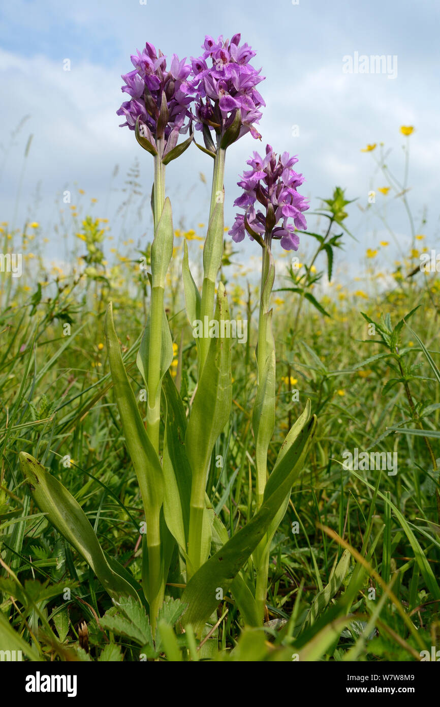 Südliche marsh Orchid (Dactylorhiza praeternissa) Gruppe Blüte in einem traditionellen Heu Wiese, Wiltshire, UK, Juni. Stockfoto