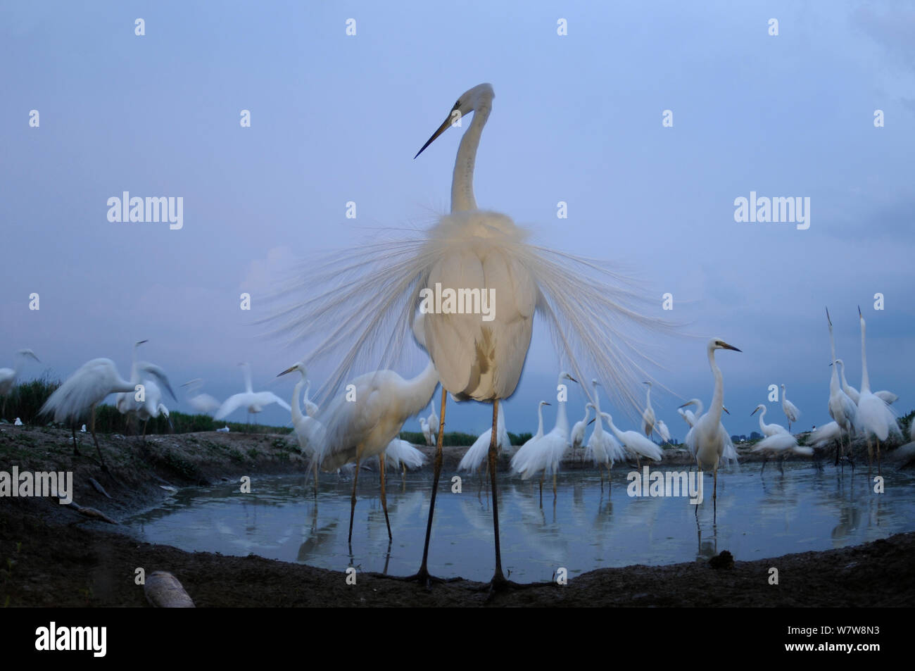 Silberreiher (Ardea alba) um den Pool herum, Darstellung durch ornamentale Federn aufgefächert, Ungarn, Mai. Stockfoto