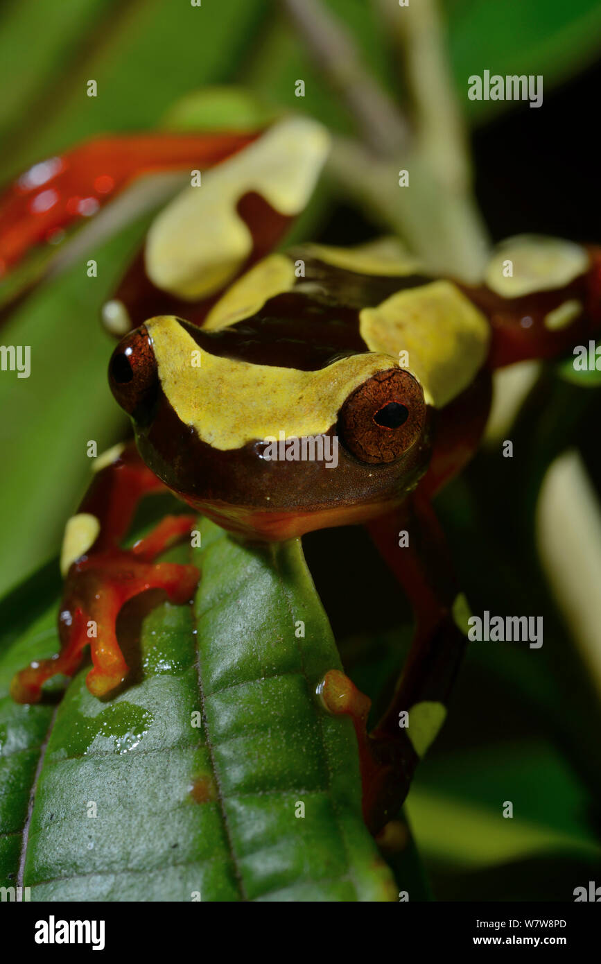 Beireis' Treefrog (Dendropsophus Leucophyllatus) auf Blatt, Französisch-Guayana. Stockfoto