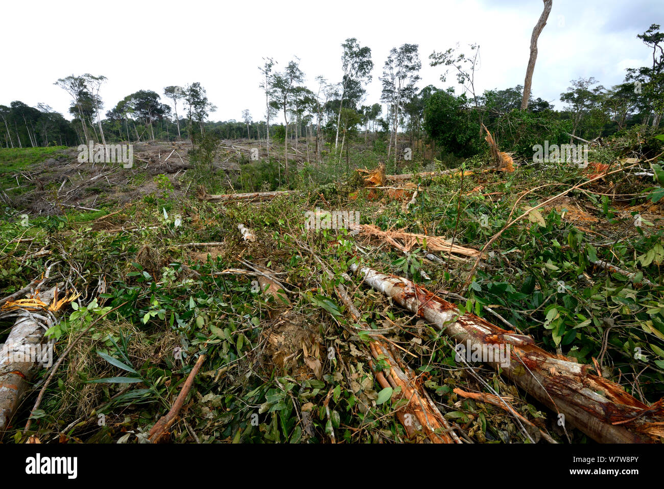 Primäre Wald von Bull zerstört - Planierschild, Französisch-Guayana, April 2013. Stockfoto