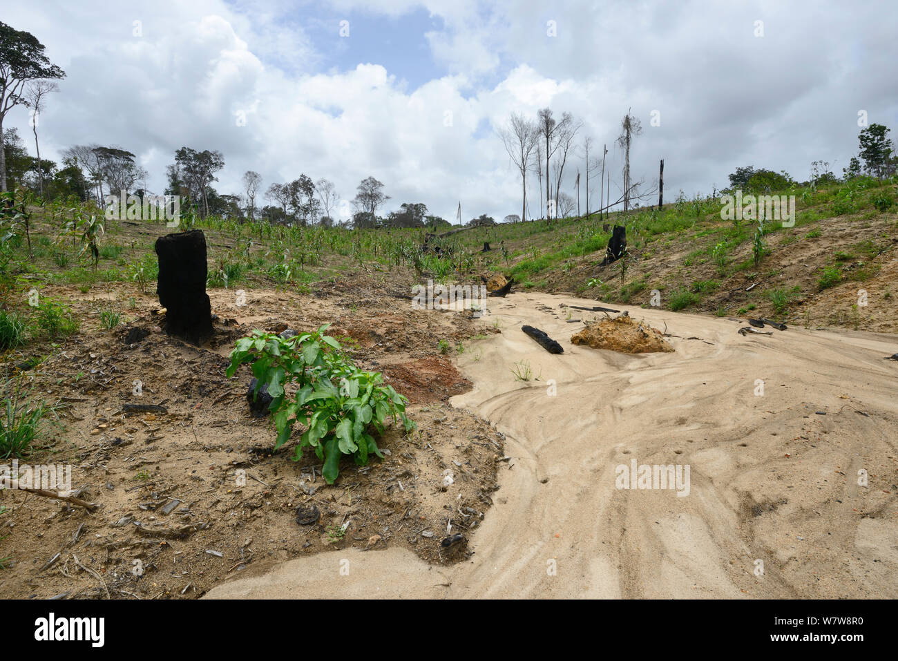 Primäre Wald von Bull zerstört - Planierschild, Französisch-Guayana, April 2013. Stockfoto