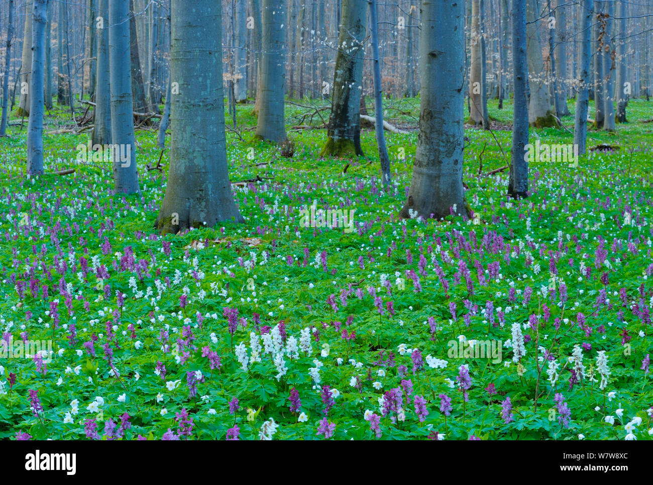 Holewort (Corydalis cava) Blüte in die Buche (Fagus sylvatica) Wald, Eldena Nature Reserve in der Nähe von Greifswald, Deutschland, April. Stockfoto