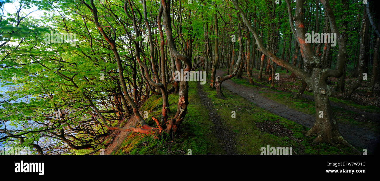 Die Buche (Fagus sylvatica) Bäume entlang der Küste Fußweg, Marchenwald, Rügen, Deutschland, Mai. Stockfoto