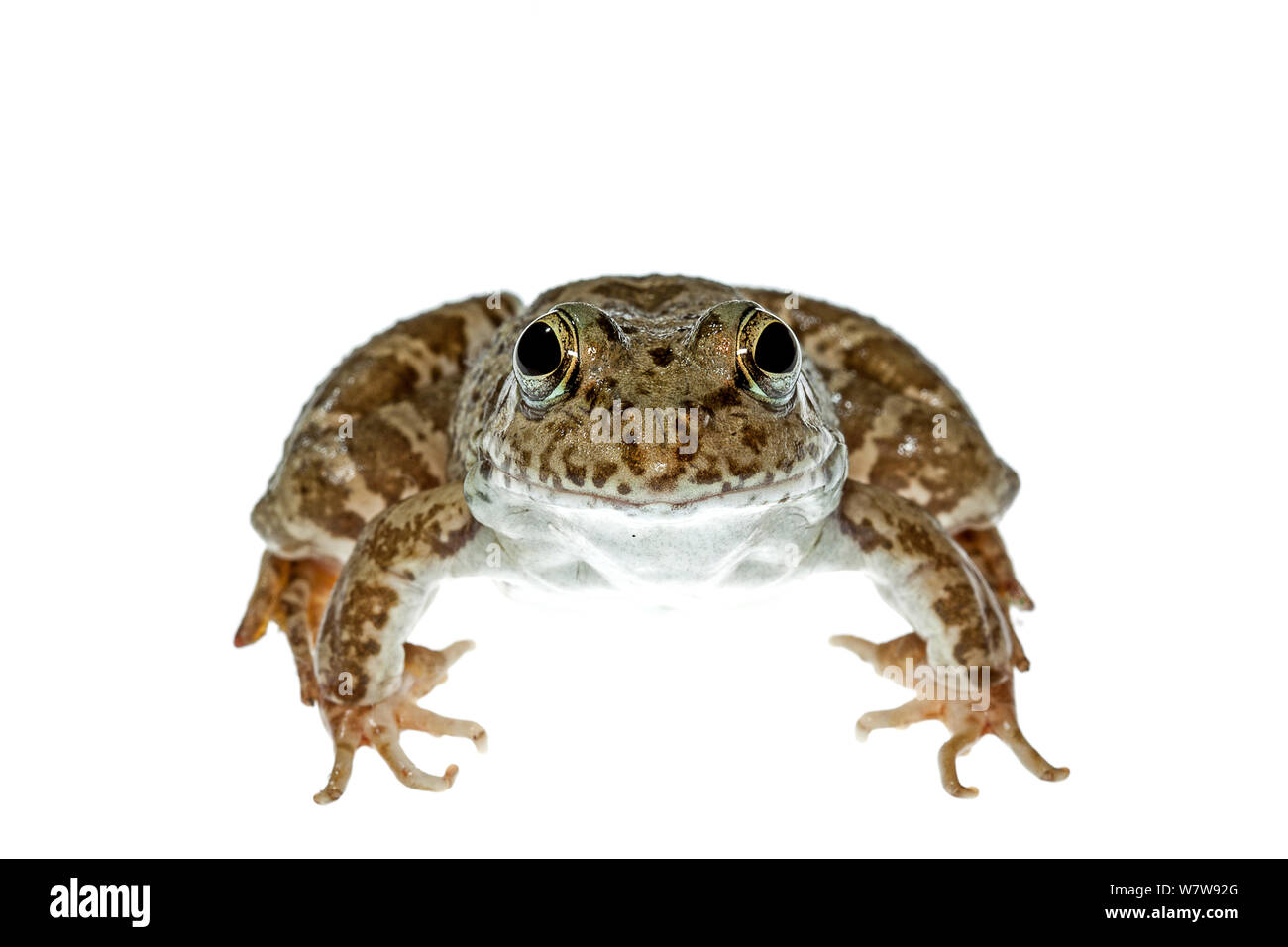 Vorderansicht des Levant wasser Frosch (Pelophylax bedriagae) Epta Piges, Rhodos, Griechenland, 29. Meetyourneighbors.net Projekt. Stockfoto
