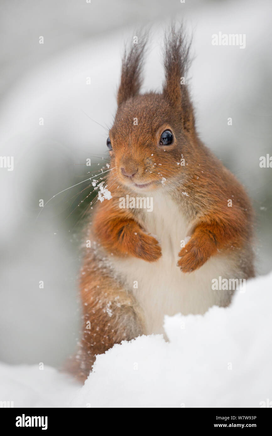 Eichhörnchen (Sciurus vulgaris) im Schnee, UK, Januar. Captive Stockfoto