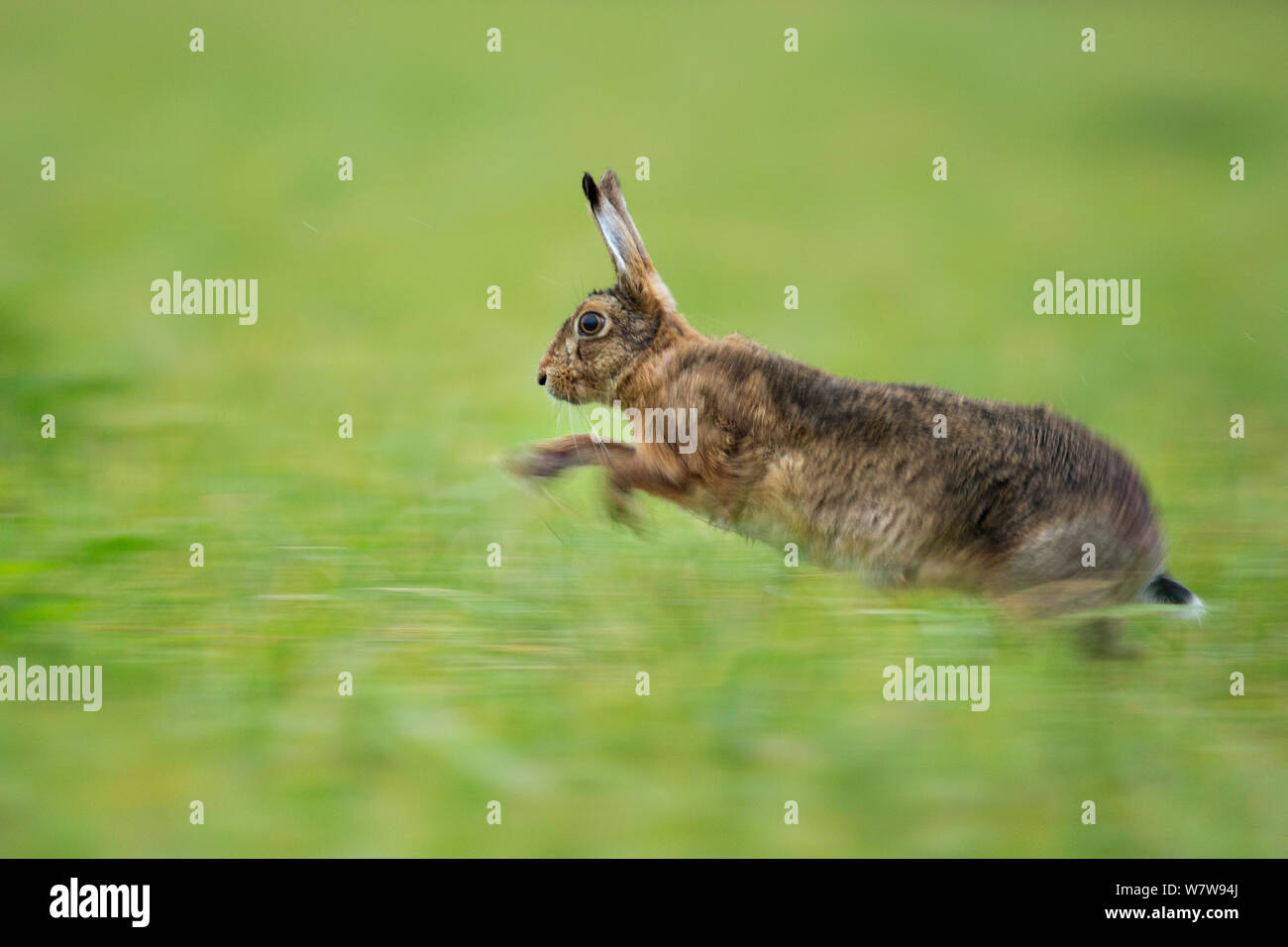 Europäische Hare (Lepus europaeus) läuft im Grünland, Großbritannien Stockfoto