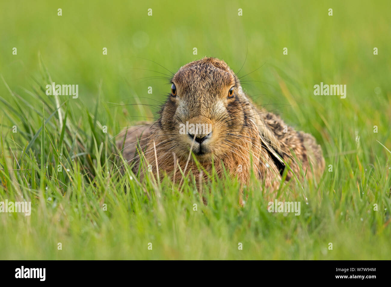 Europäische Hare (Lepus europaeus) im Grünland, Großbritannien Stockfoto