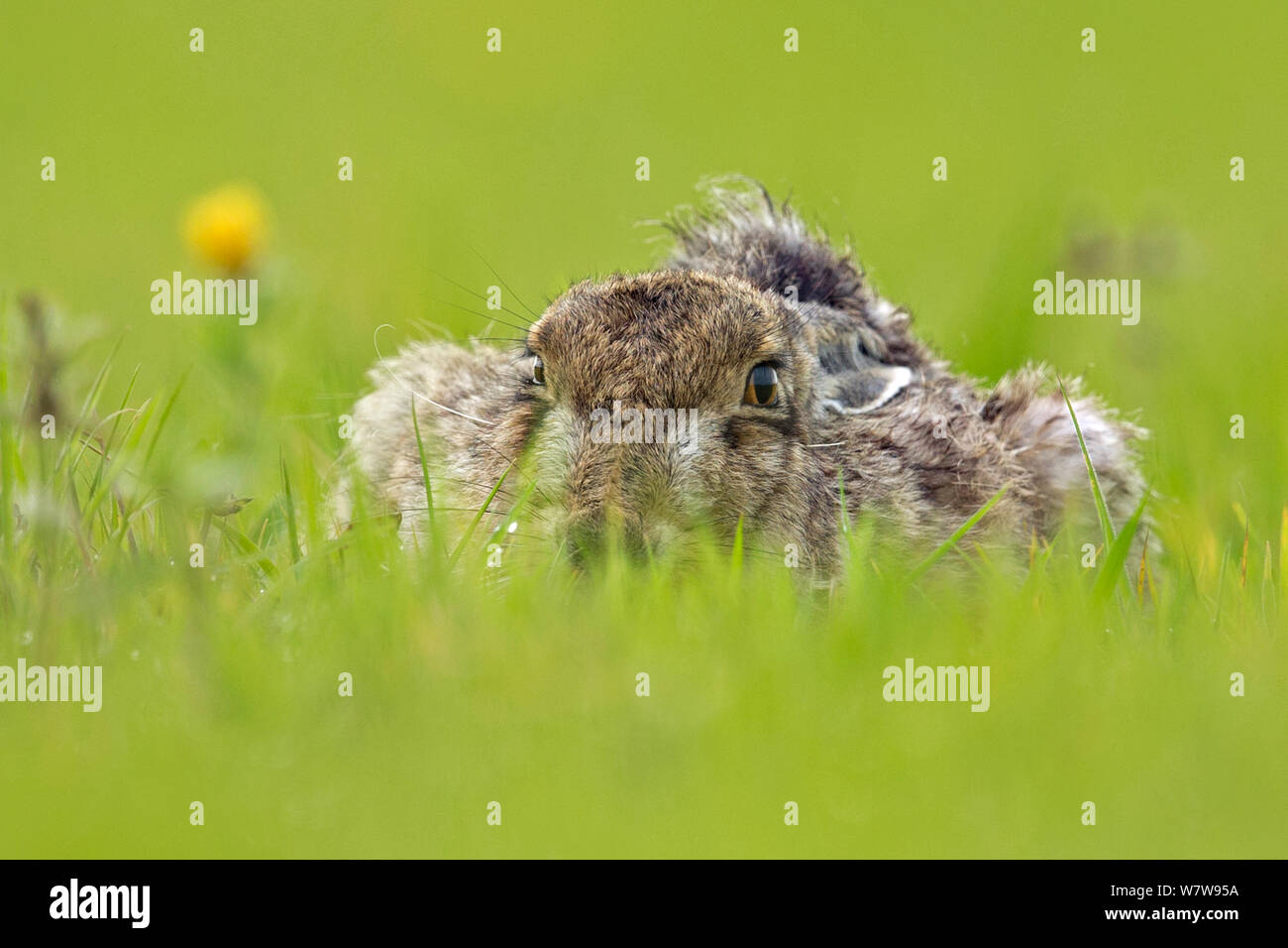 Europäische Hare (Lepus europaeus) im Grünland, Großbritannien Stockfoto