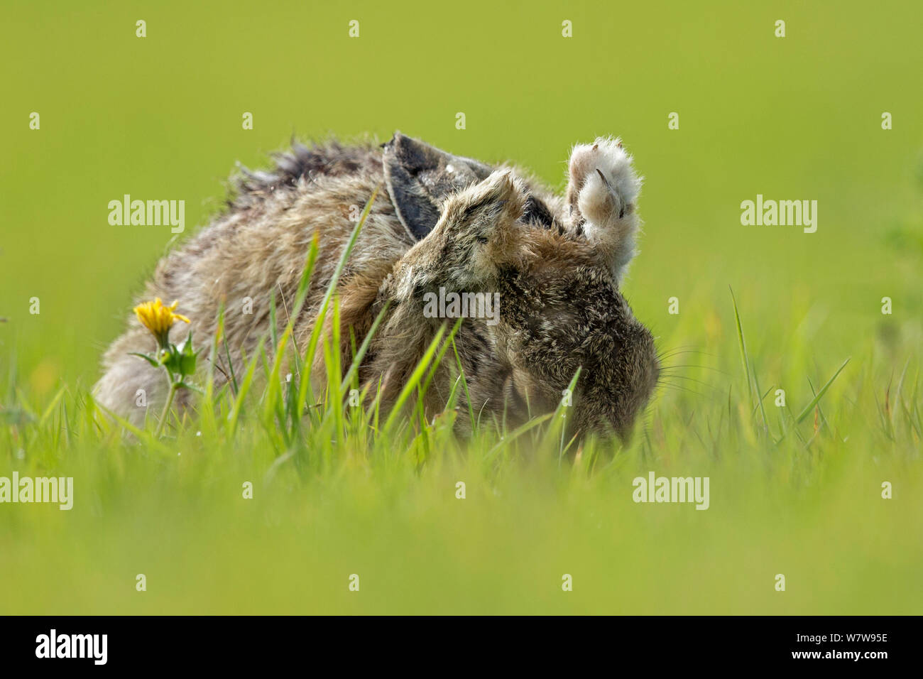 Europäische Hare (Lepus europaeus) Reinigung der Ohren, Großbritannien Stockfoto