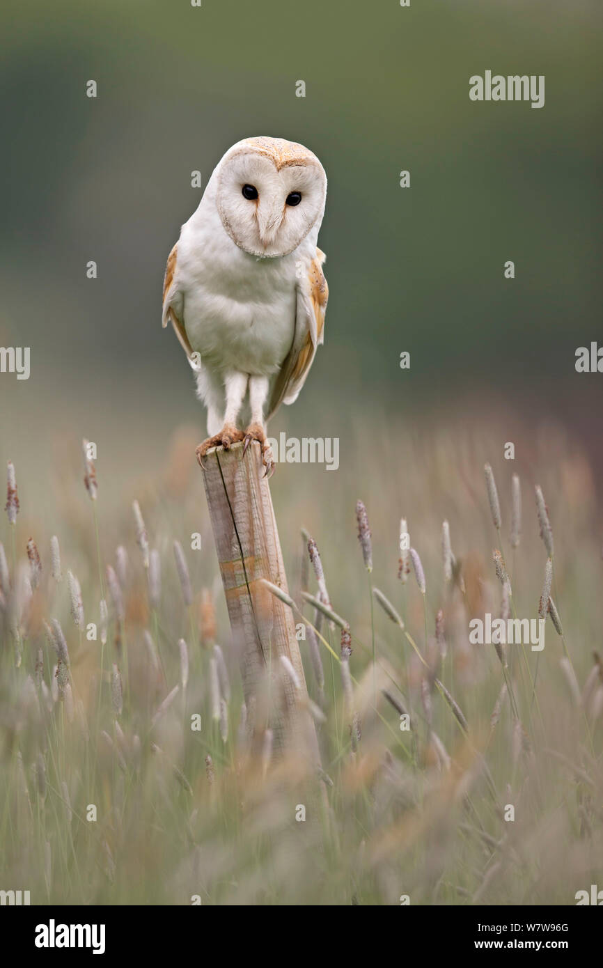 Schleiereule (Tyto alba) Portrait auf Zaunpfosten, UK, Mai. Stockfoto