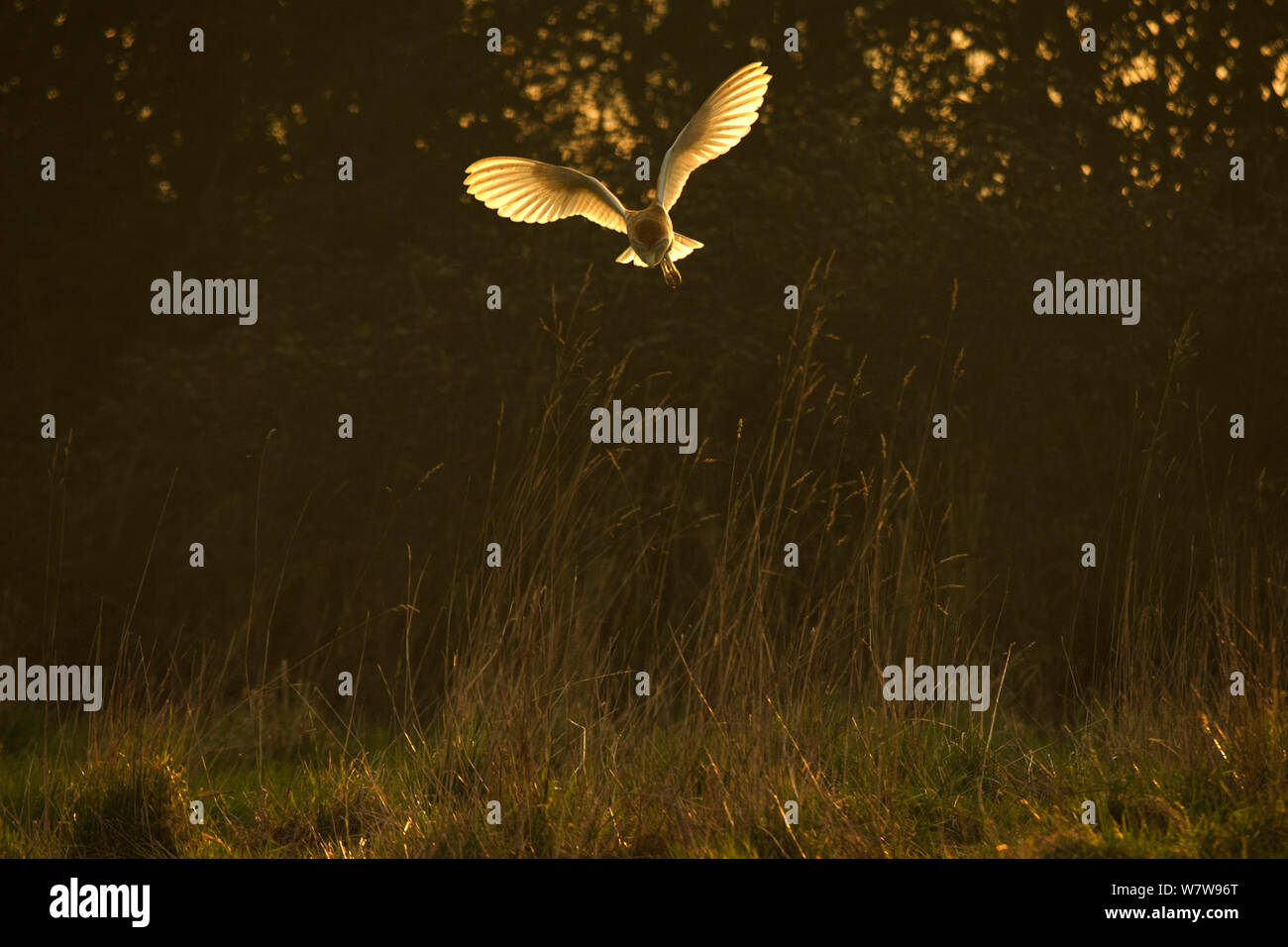 Schleiereule (Tyto Alba) Jagd im späten Sonnenlicht, UK, März. Stockfoto