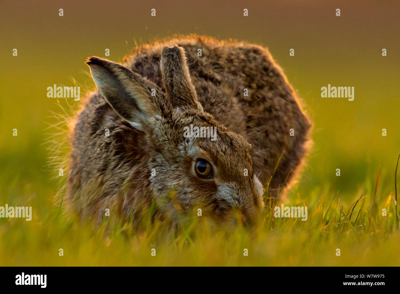 Europäische Hare (Lepus europaeus) bei Sonnenuntergang, Großbritannien, Februar. Stockfoto