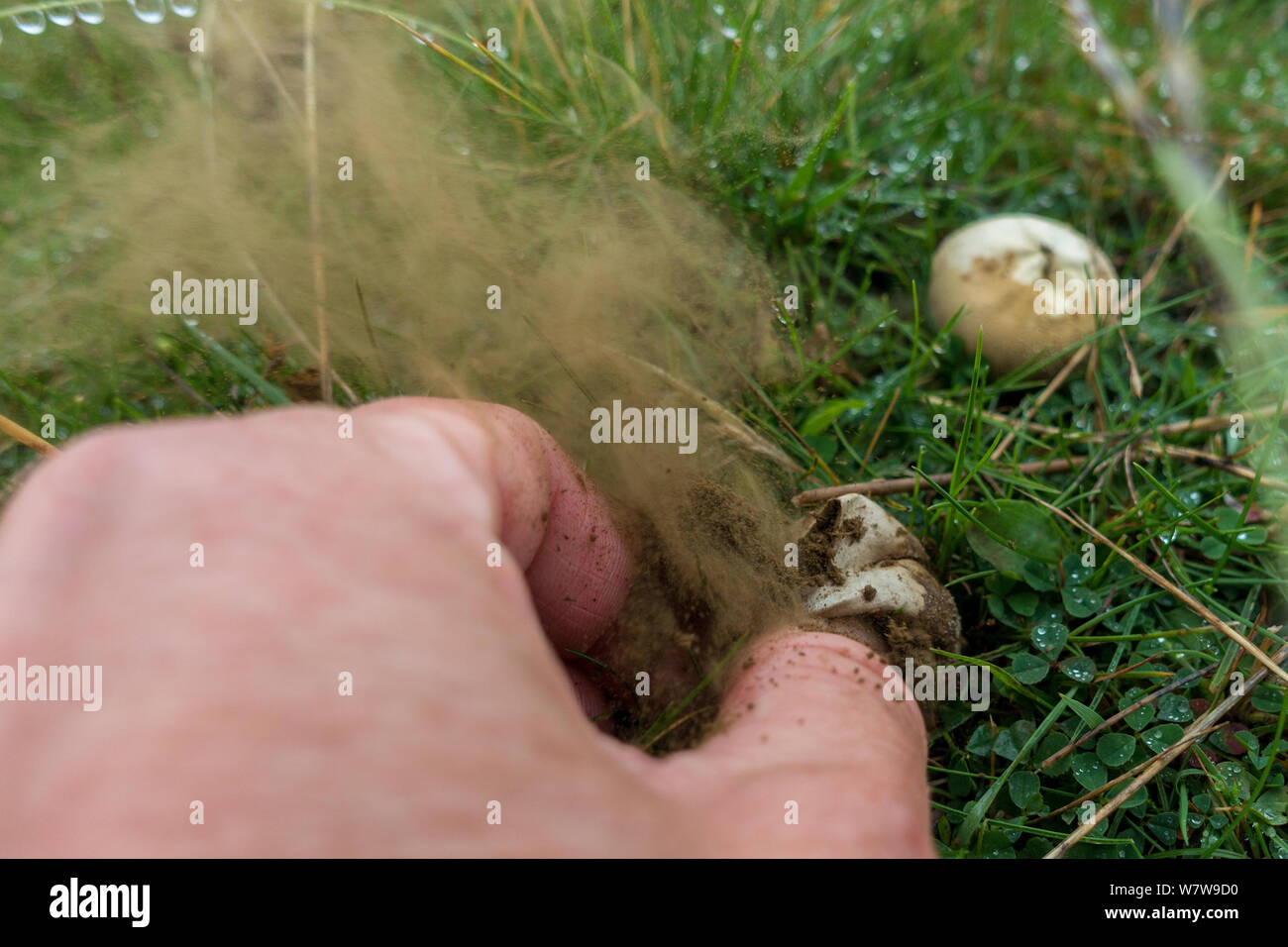 De Natur: Person ein puffball Pilze, Sporen freigeben in einer Cloud Stockfoto