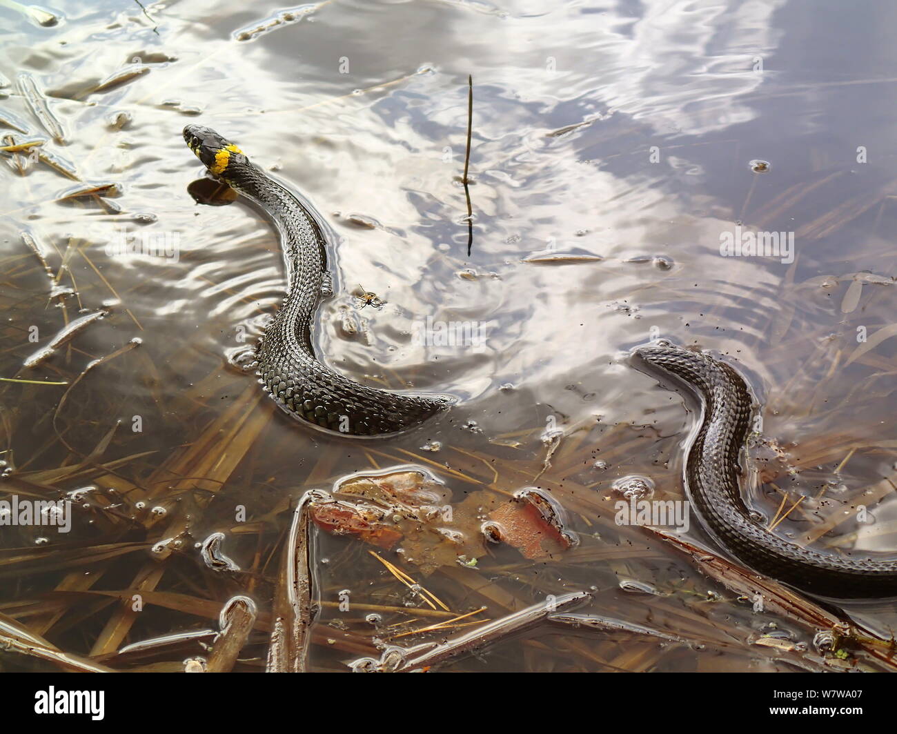 Ringelnatter im Wasser, natrix Stockfoto