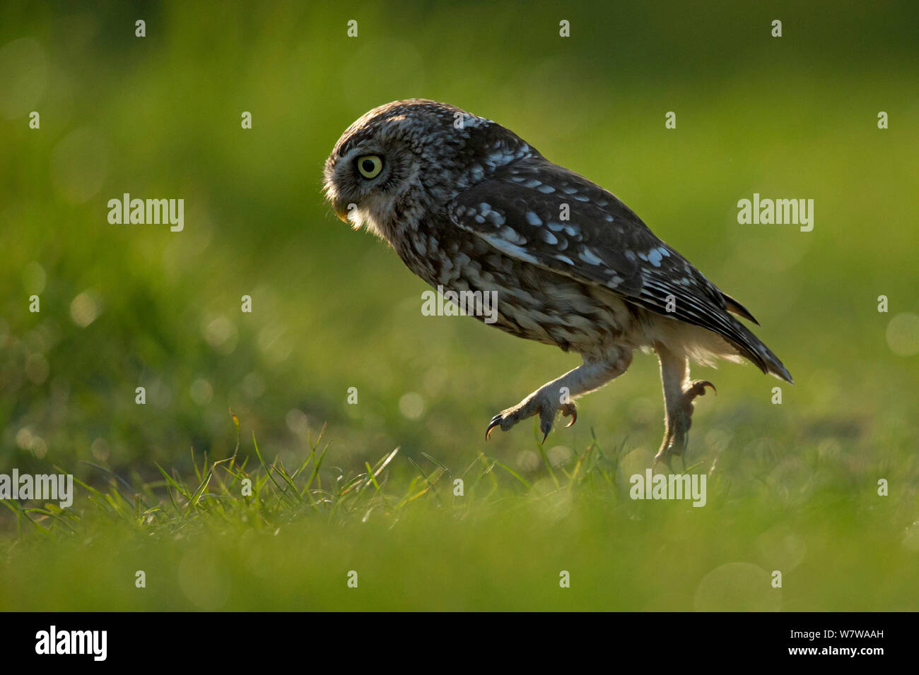 Steinkauz (Athene noctua) Jagd auf den Boden, UK, Mai. Stockfoto