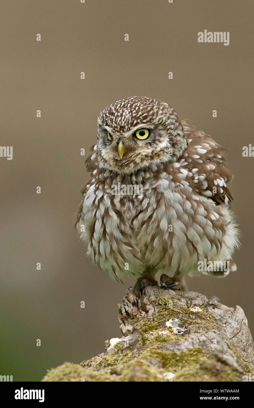 Steinkauz (Athene noctua) putzen Federn, UK, Mai. Stockfoto