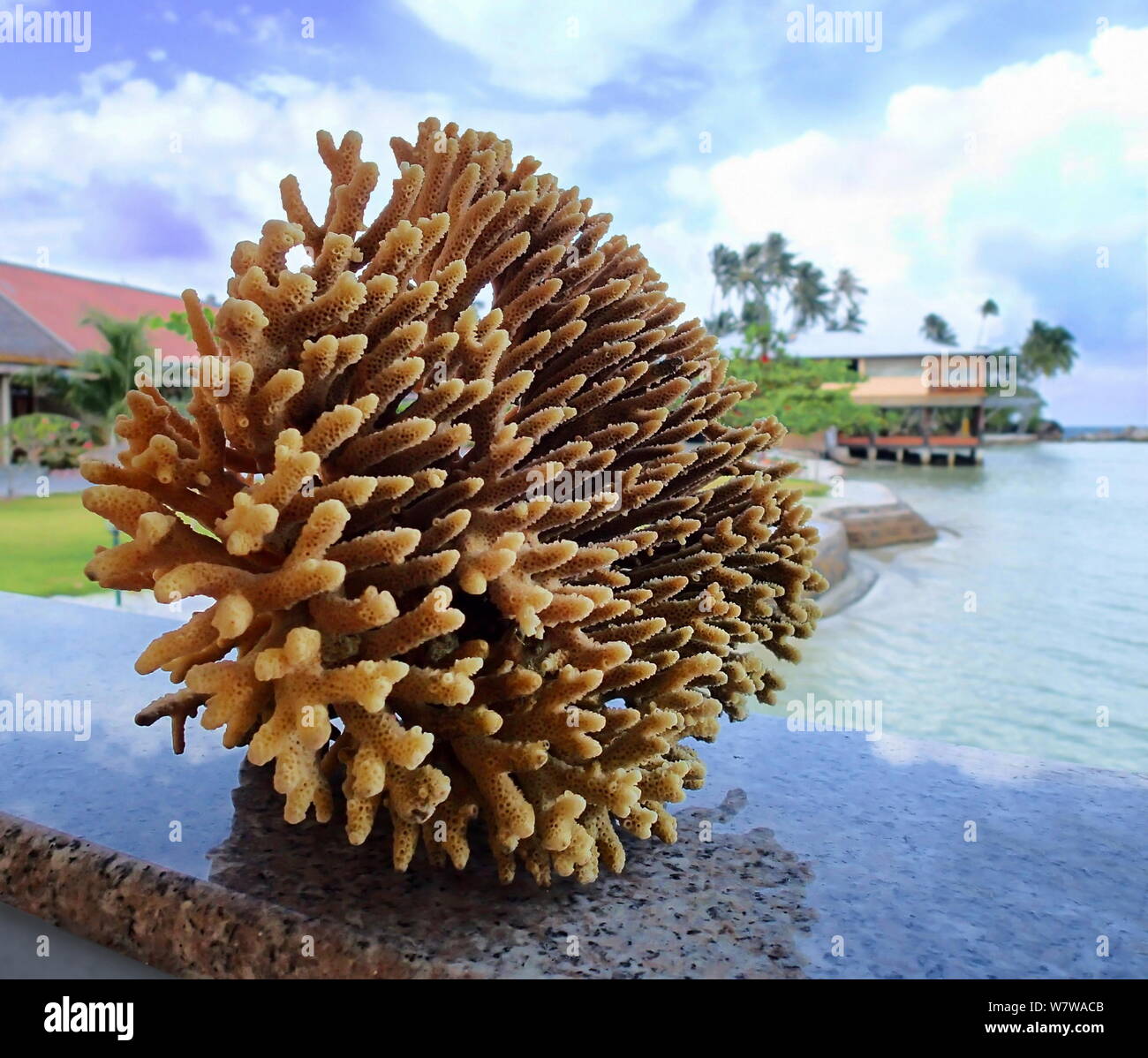 Korallen auf unscharfen Hintergrund Stockfoto