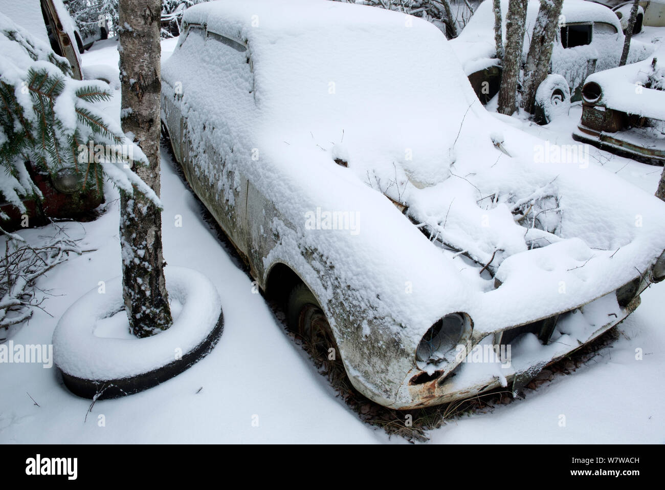 Schneebedeckte Autos in Bastnas auto Friedhof, Värmland, Schweden, Dezember. Stockfoto