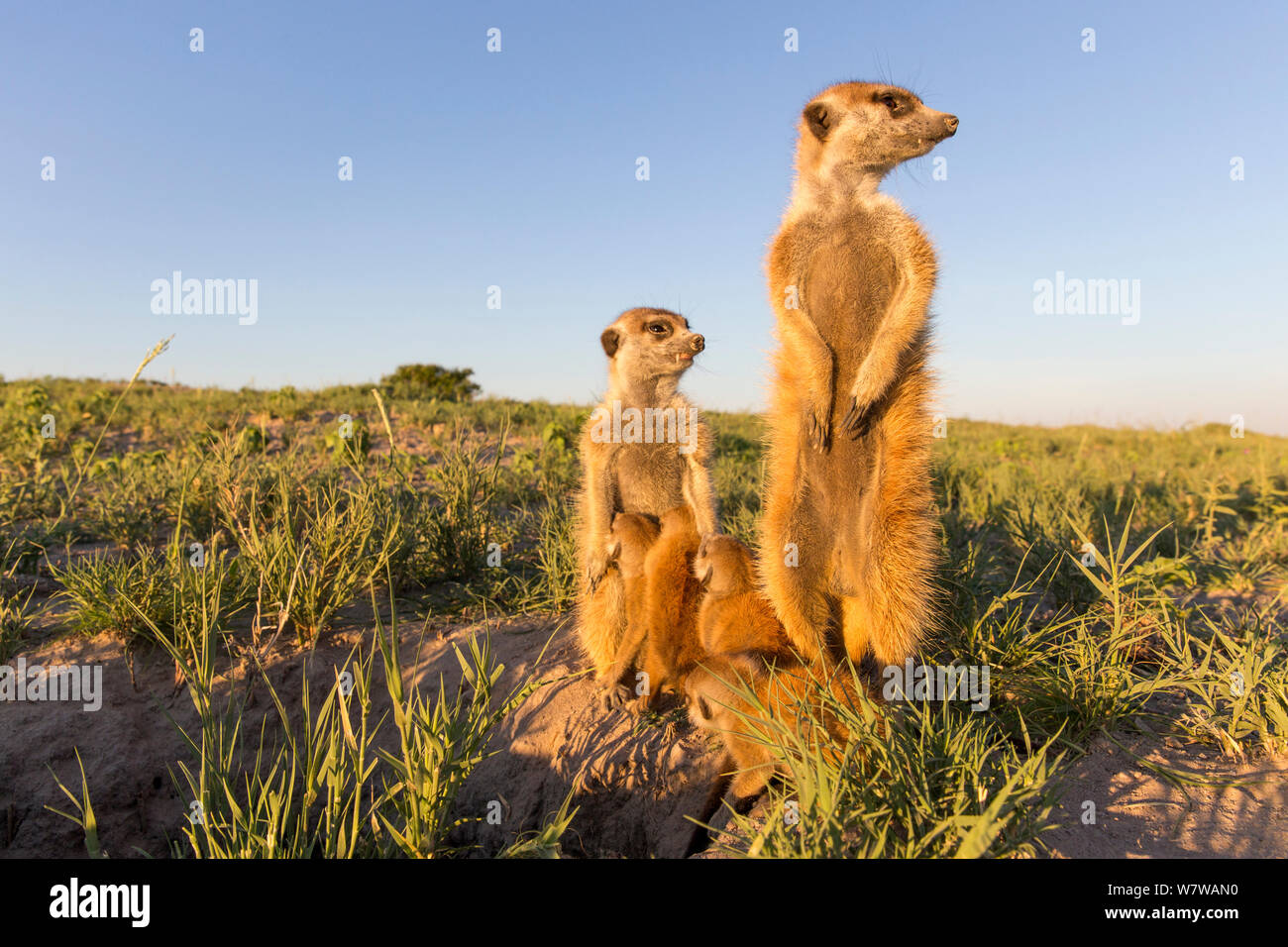 Erdmännchen (Suricata suricatta) Babys Saugen, während Erwachsene auf den Hinterbeinen stehen. Makgadikgadi Pans, Botswana. Stockfoto