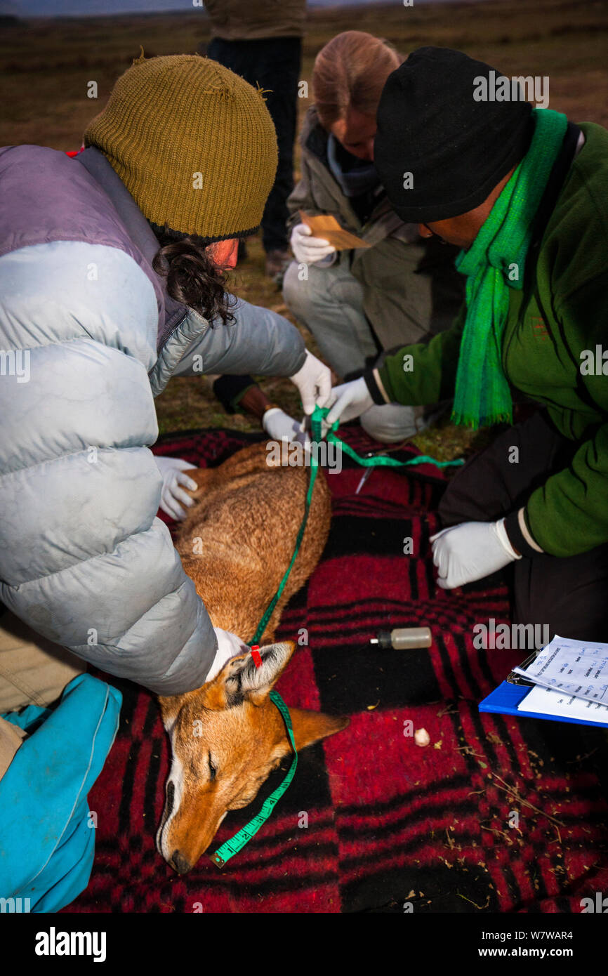 Forscher von der äthiopischen Wolf Conservation Programme (EWCP) Sammeln von Daten von einem Sediert äthiopischen Wolf (Canis simensis) Bale Mountains Nationalpark, Äthiopien, November 2011. Stockfoto