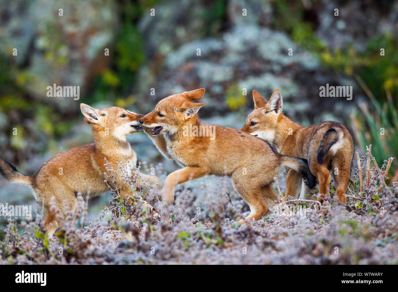 Äthiopische Wolf (Canis simensis) Jungen spielen, Bale Mountains Nationalpark, Äthiopien. Stockfoto