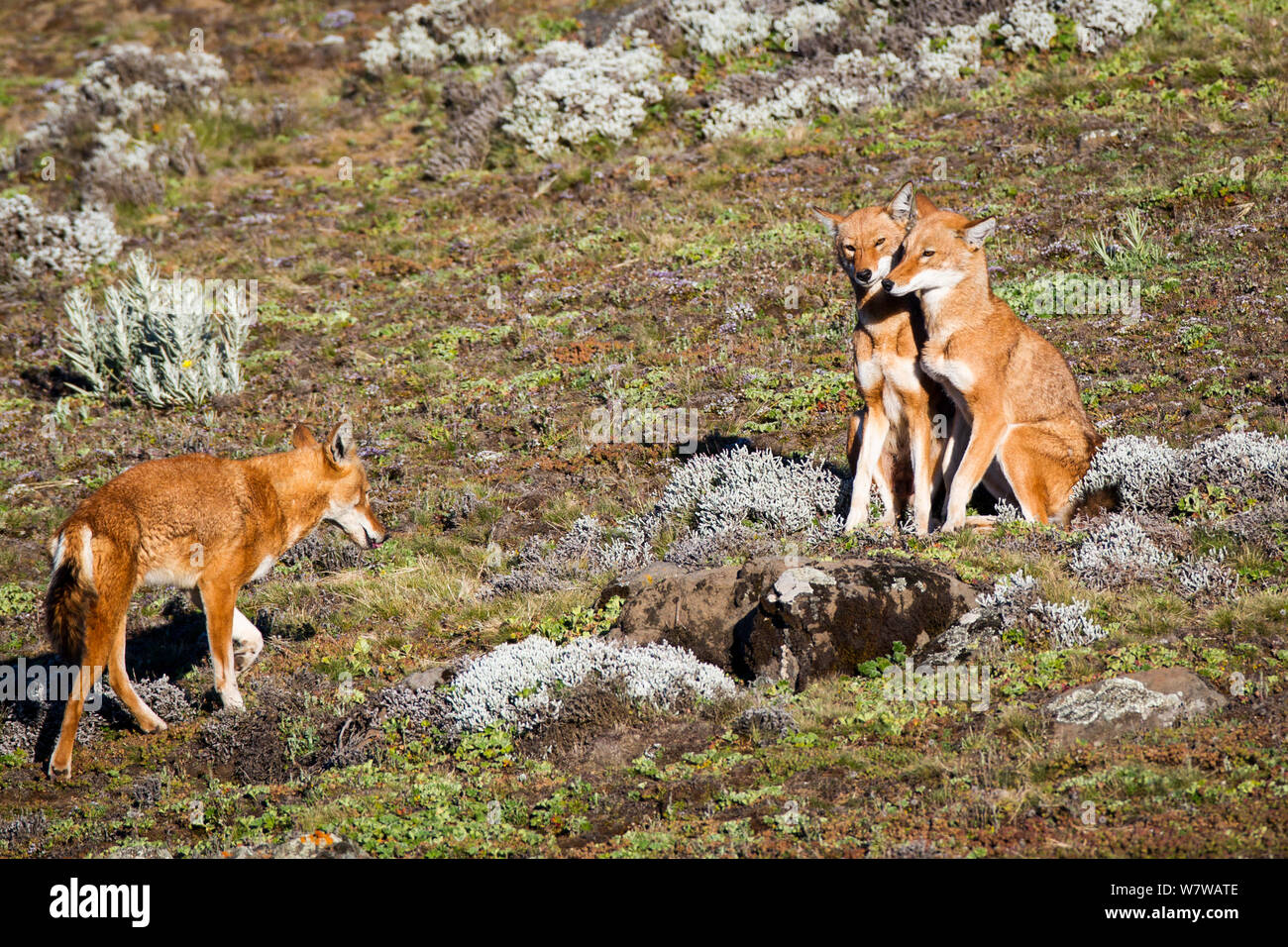Äthiopische Wolf (Canis simensis) pack Mitglieder Begrüßung, Bale Mountains Nationalpark, Äthiopien. Stockfoto