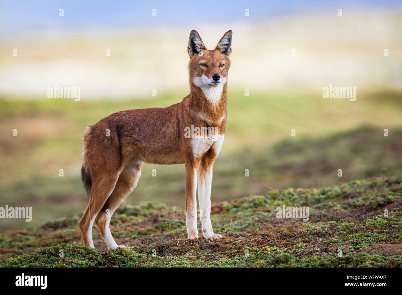 Äthiopische Wolf (Canis simensis) Bale Mountains Nationalpark, Äthiopien. Stockfoto