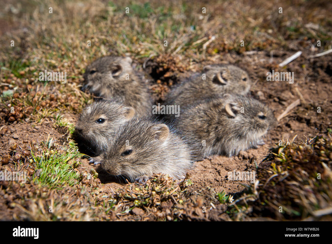 Fünf baby Blick&#39;s Gras Ratten (Arvicanthis blicki) an der Mündung des ihr Nest. Bale Mountains Nationalpark, Äthiopien. Stockfoto