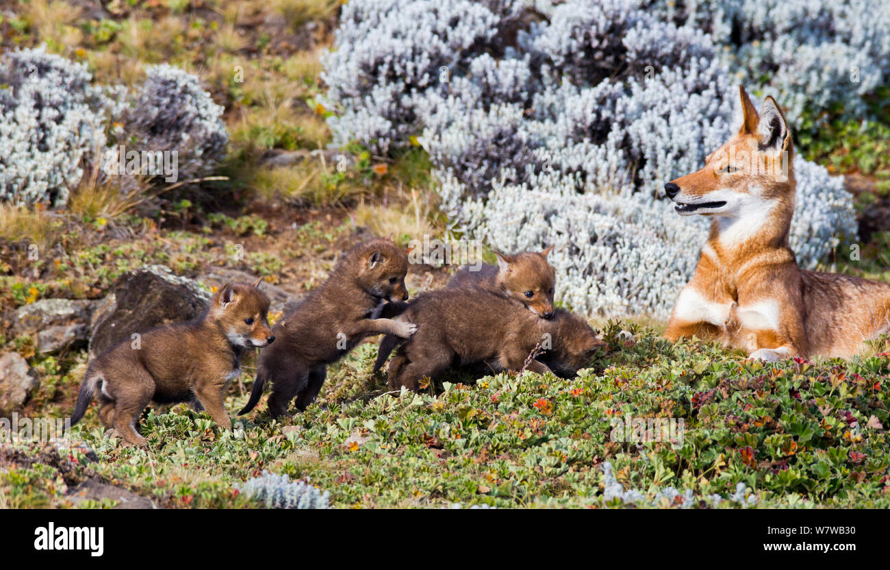 Äthiopische Wolf (Canis simensis) Mutter mit vier drei Woche Pups, Bale Mountains Nationalpark, Äthiopien. Stockfoto