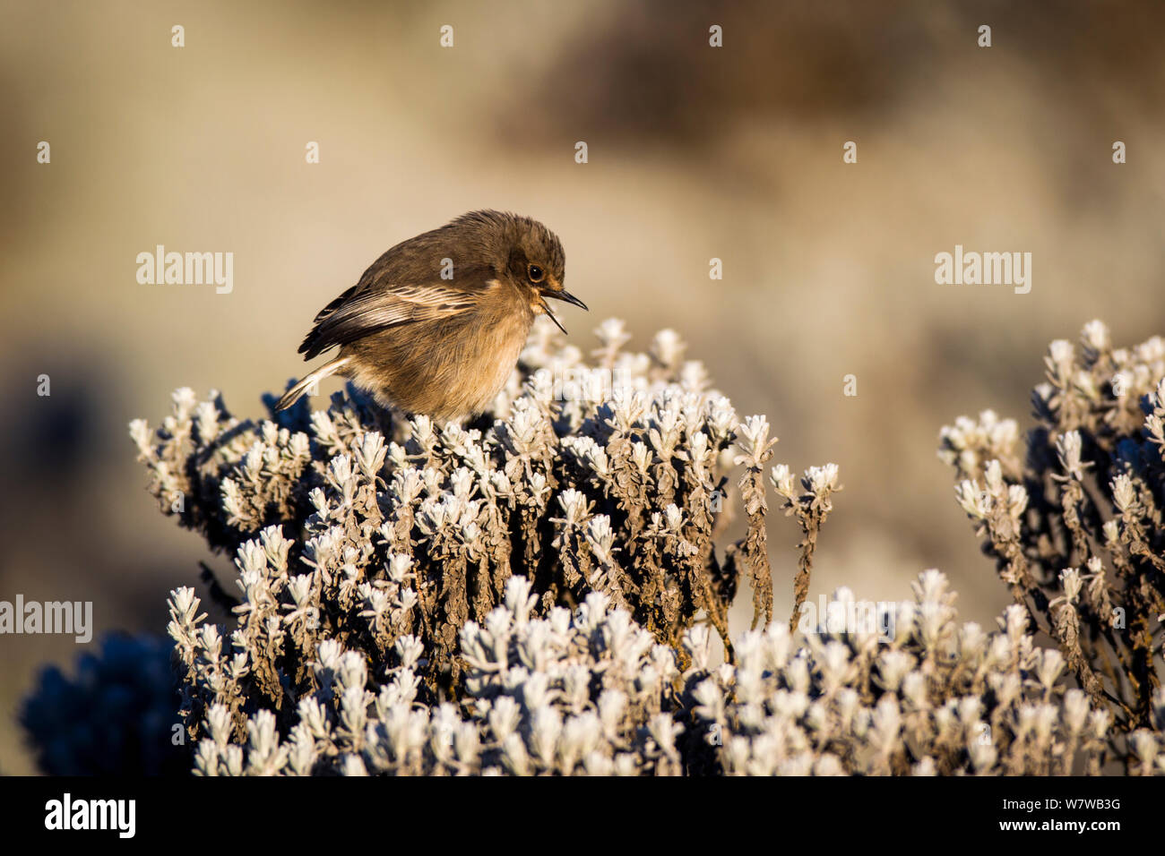 Moorland Chat (Cercomela sordida) Gesang, Bale Mountains Nationalpark, Äthiopien. Stockfoto