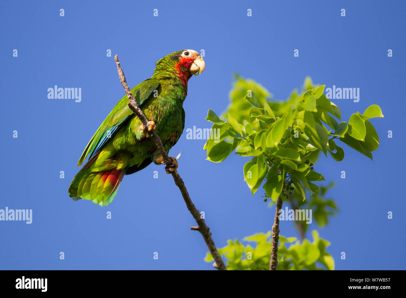 Kubanische Amazon (Amazona leucocephala) thront, Grand Cayman Island, Cayman Islands. Stockfoto